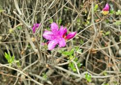 산철쭉 개화…작년보다 10일 빨라