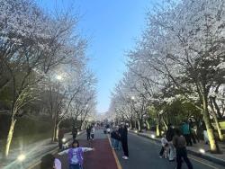 동두천 자유수호평화박물관, 벚꽃맞이 야간개장 성황리 개최