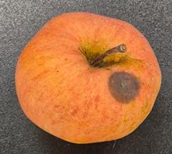 경기도농업기술원, ‘부분비가림+방충망’으로 사과 병해충 최대 92.7%↓