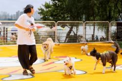 봄나들이 전 반려동물 건강부터…마포구, 광견병 예방접종 지원