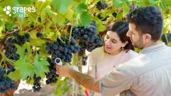 호주포도협회, 대형마트서 호주 포도 시식 행사 진행