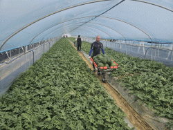 논산시, 고당도‘육군병장 수박’첫출하... 전국 소비자 입맛 정조준  - 철저한 품질관리와 엄격한 선별로‘논산 수박’명성 잇는다 -