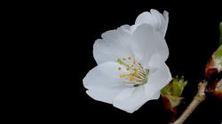 ‘봄꽃 물결의 종착지’ DMZ에 닿았다…제주왕벚나무 만개