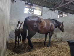제주 퇴역 경주마 156두 행방 미확인…말복지 관리 공백 도마