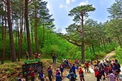 울진 금강소나무숲길 5월 2일 개장…‘장군소나무’ 첫 공개