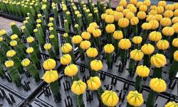 경기도, 선인장  아스트로피튬 신품종 ‘골드아이’·‘샤이스타’ 개발