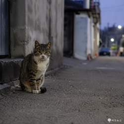 집행유예 중 길고양이 살해, 30대 실형