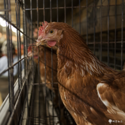 동물단체들, 공장식 축산 중단 촉구