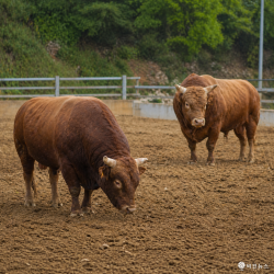 소싸움 폐지 법안 국회 입법 촉구