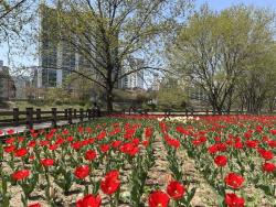 의정부시, 하천 불법 경작지 튤립 정원으로 탈바꿈