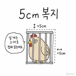 [하찮은 만평] 산란계 5cm 복지