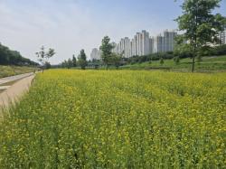 노란 물결 출렁이는 안양천…금천구, 4000㎡ 유채꽃밭 조성