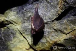 캐나다서 박쥐 접촉 11세 소년 광견병으로 사망