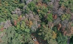 충남 소나무재선충병 급증…작년 1년간 5천→올해 5개월에 14만