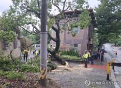 250㎜↑ 폭우 쏟아진 논산시  취암동 수랑골  수령 570년 팽나무 뿌리째 뽑혀