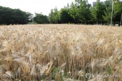 보리 생산량 증가율 47%, 25년 만에 최고…가격 상승 영향