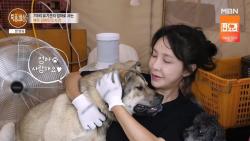 배우 김세인, 배달 중 뺑소니 피해 공개…유기동물 15마리 돌봐