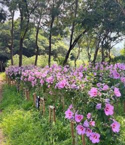 경기도, 올해 김포 등  3곳에 무궁화동산 조성