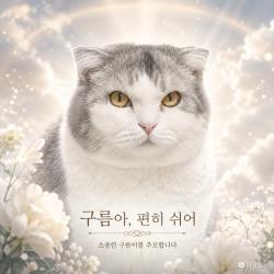 고양이 구름이, 9살에 무지개다리 건너