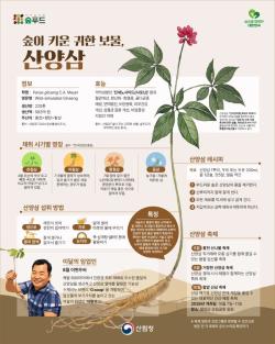 산림청, 8월의 임산물로 ‘산양삼’ 선정… 여름철 보양 식재료 주목