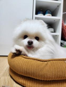 힐스코리아, 시니어 유기견 입양 지원…‘솜이·오복이’ 새 가족 만나
