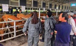 경기도, 경기북부 한우농가에 우량 숫소 9마리 분양…출품 개체 모두 낙찰