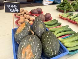 광주시농업기술센터, 남한산성면서 만차랑단호박 첫 수확