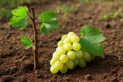 씨 없는 포도 묘목은 가지 삽목으로 늘린다