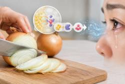 양파 눈물 유발 물질은 썰 때 효소 반응으로 생성