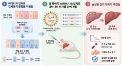 '노화 되돌리는 유전자' 활용해 손상된 간 회복시켰다