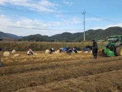 믿고 먹는 6년근 인삼…‘제21회 파주개성인삼축제’ 준비 총력