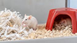 실험용 쥐 둥지 재료와 은신처는 기능이 다르다